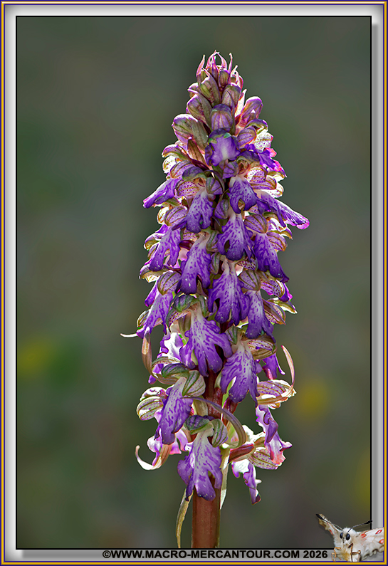 Orchis &agrave; longues bract&eacute;es